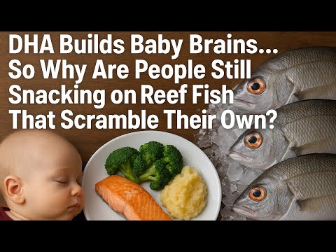 Barracuda Fish For Pregnant