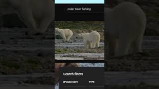 Blue Archive's Polar Bear Fishing Channel Is Fake