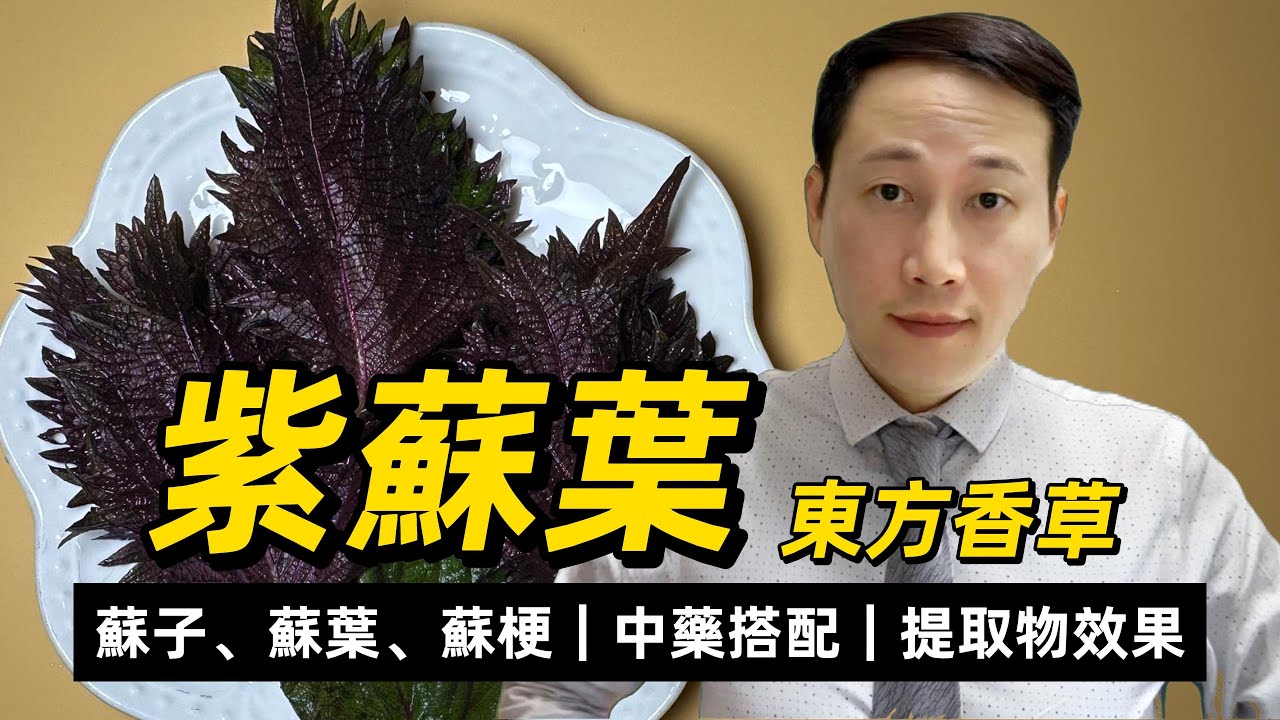 紫蘇葉，東方香草，紫葉和綠葉的不同，點解紫蘇全身是寶，有何功效？如何搭配？現代研究里發現哪些特殊成分？