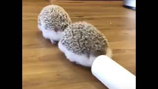Hedgehog Train