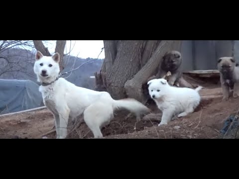귀여운 아기진돗개 3마리와 엄마진돗개의 손님 맞이..Three cute baby Jindo dogs and a mother Jindo <strong>dog</strong>....Jeonju .全州市. <strong>KOREA</strong>