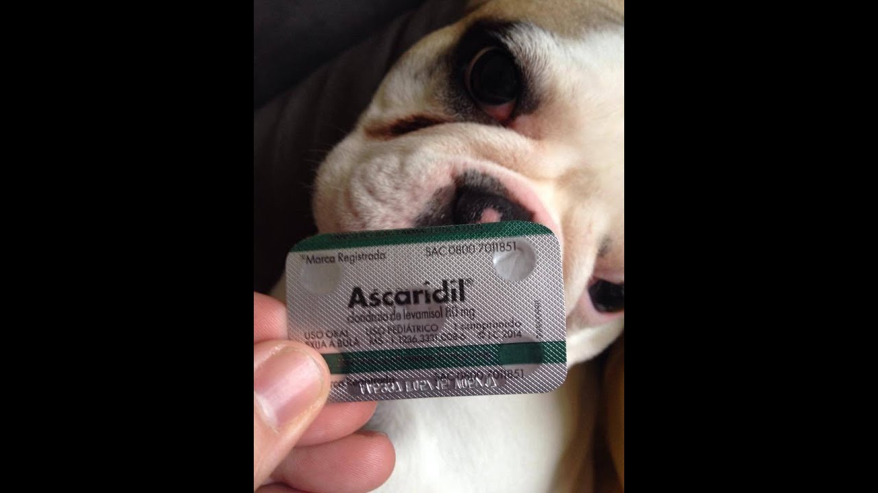 Aquário Marinho- Sem Grana - Infeliz uso do Ascaridil  para matar planarias