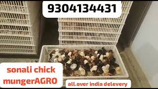 sonali desi chick all over india delevery munger agro Hetchery9304134431