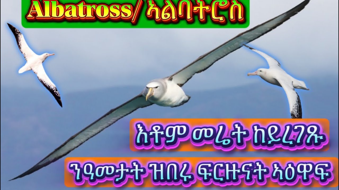 ኣልባትሮስ, እቶም ንዓመታት ዝበሩ ኣዕዋፍ ባሕሪ/ Albatross, The giant seabirds that fly for years without landing!