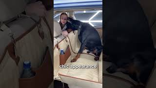 Discover the ultimate solution for dog lovers who drive.