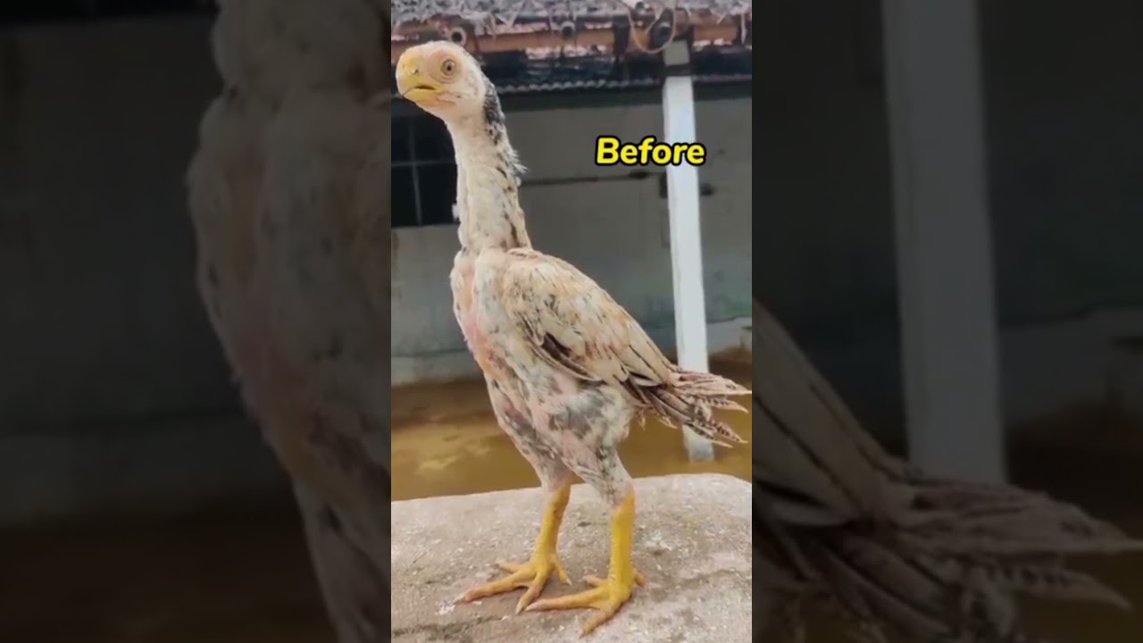 Parootbeak long tail Old is gold