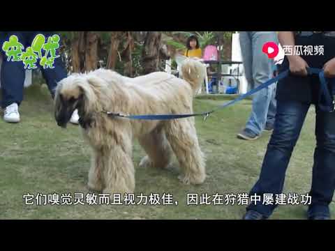 为什么国内禁养阿富汗犬？看完视频后可算明白了