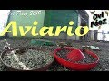 Aviario dia de baño y almuerzo