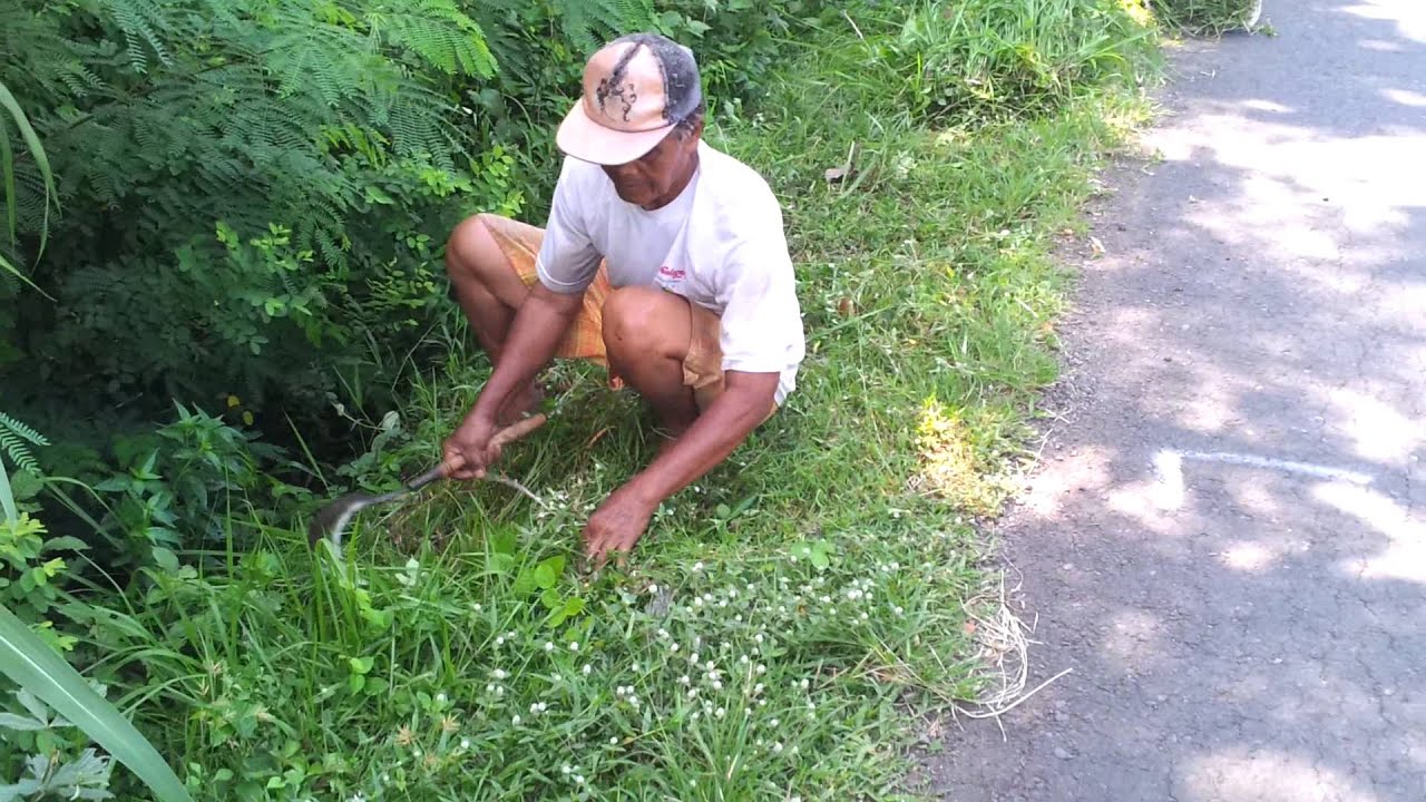 Large sickle taditional use 2