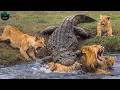 When the Lion Cub Becomes Prey | The Brutal Reality of the Masai Mara | Nature Animal Documentary
