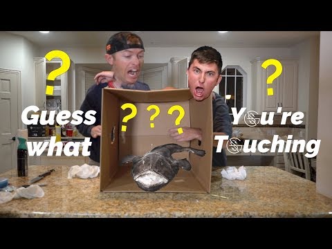 GUESS what you're TOUCHING?!? GUESS what you're TOUCHING?!?