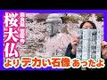 【予約なしOK】桜大仏が満開!レブルとメグロS1で行く壺阪寺ツーリングが最高すぎた