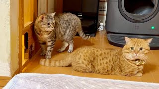 ポッポママがトイレハイ！その時、茶々くんは！あいちゃんは！そしてぽちゃくんは！