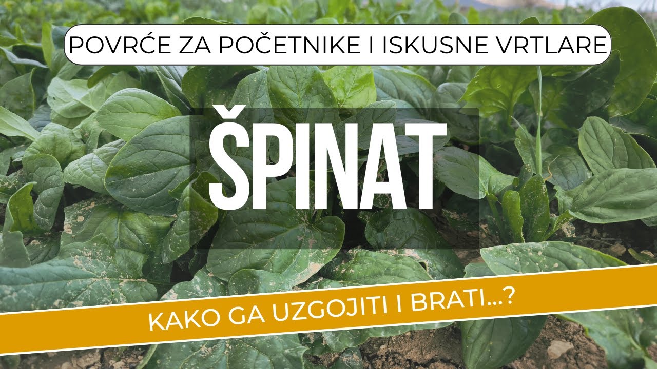 Praktični savjeti za uzgoj špinata. Jesenski i proljetni uzgoj. Kako beremo špinat?