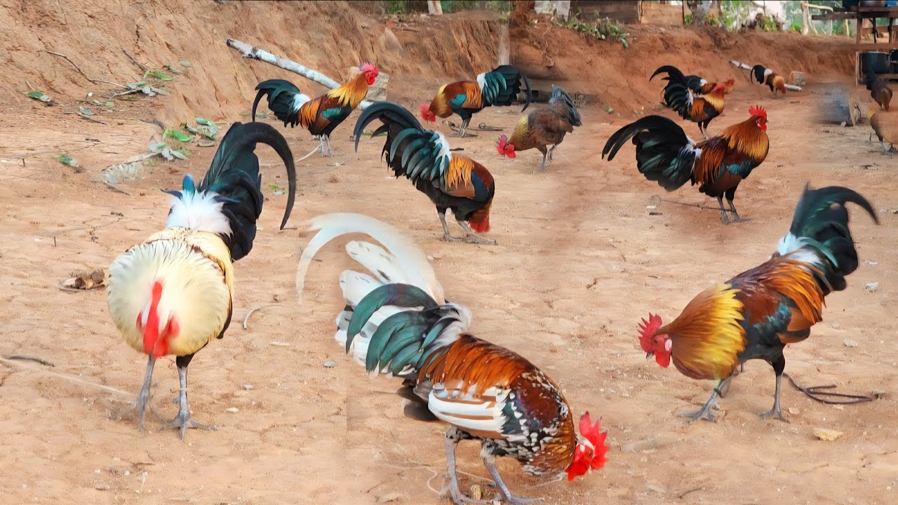 Saib qaib dib ua si dua nawb ntev loo lawm g tau lo tsom qaib rau peb saib li lm nawb