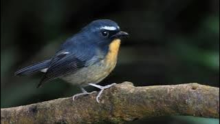 Suara Burung Sikatan Bodoh (Snowy-Browed Flycatcher)