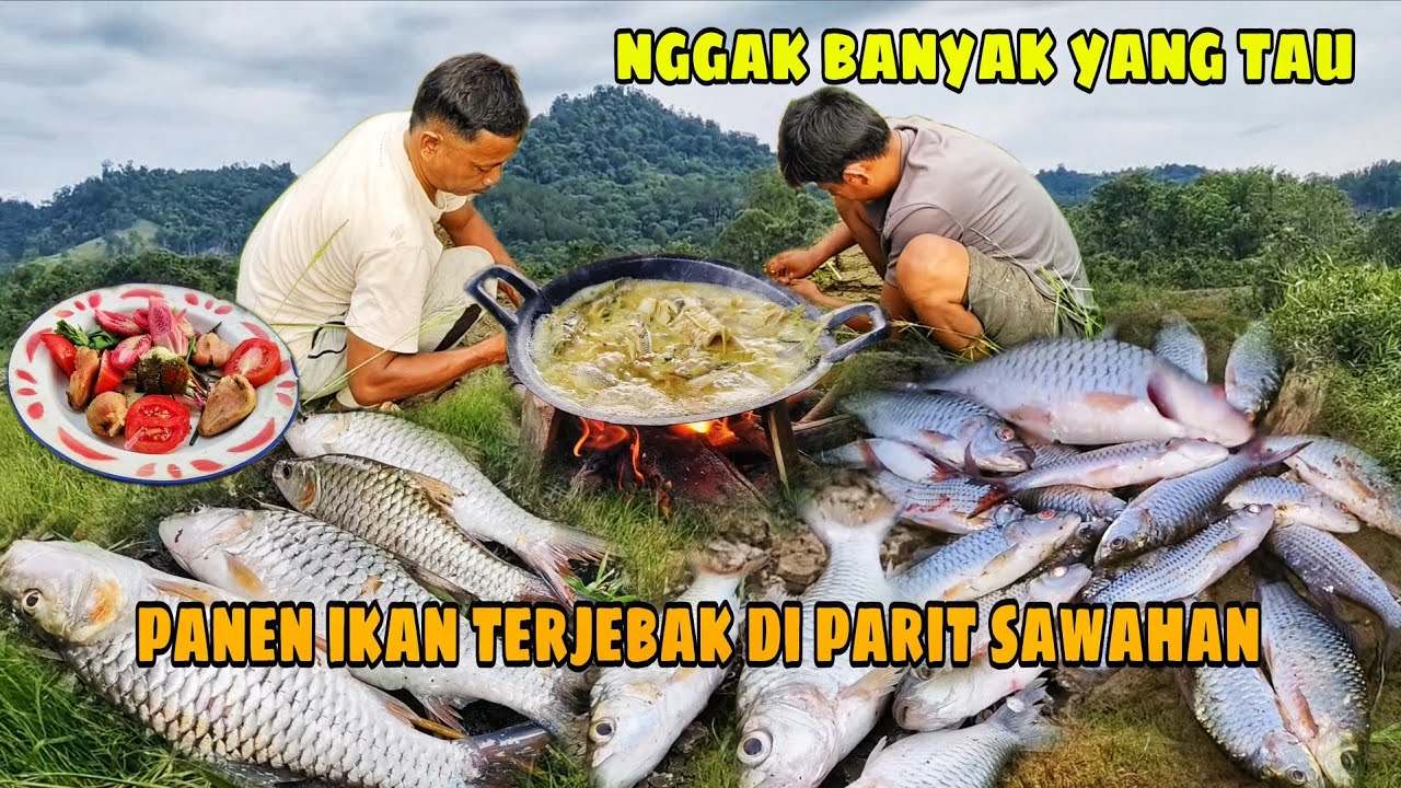 PANEN IKAN TERJEBAK DI PARIT SAWAHAN || CUKUP BIKIN HERAN, NGGAK BANYAK YANG TAU