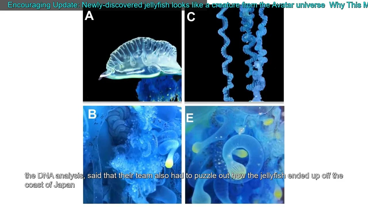 Encouraging Update: Newly-discovered jellyfish looks like a creature from the Avatar unive