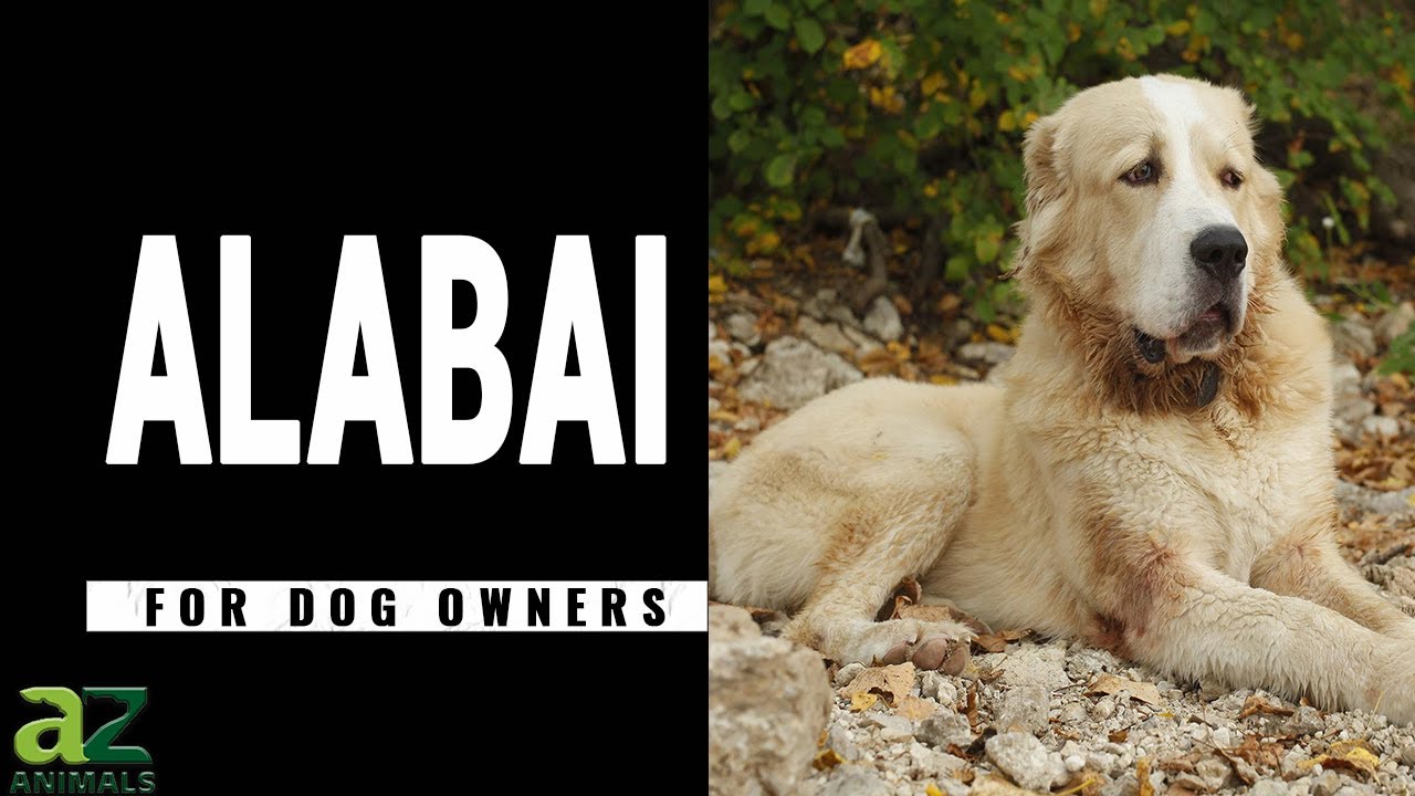 Alabai (Central Asian Shepherd) Dog Breed Complete Guide - Az Animals