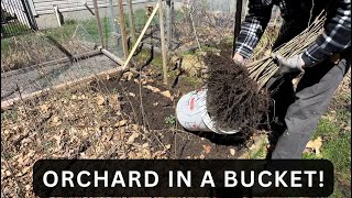 Digging Bareroot Chestnuts & English White Oaks