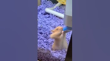 Thirsty Hamster