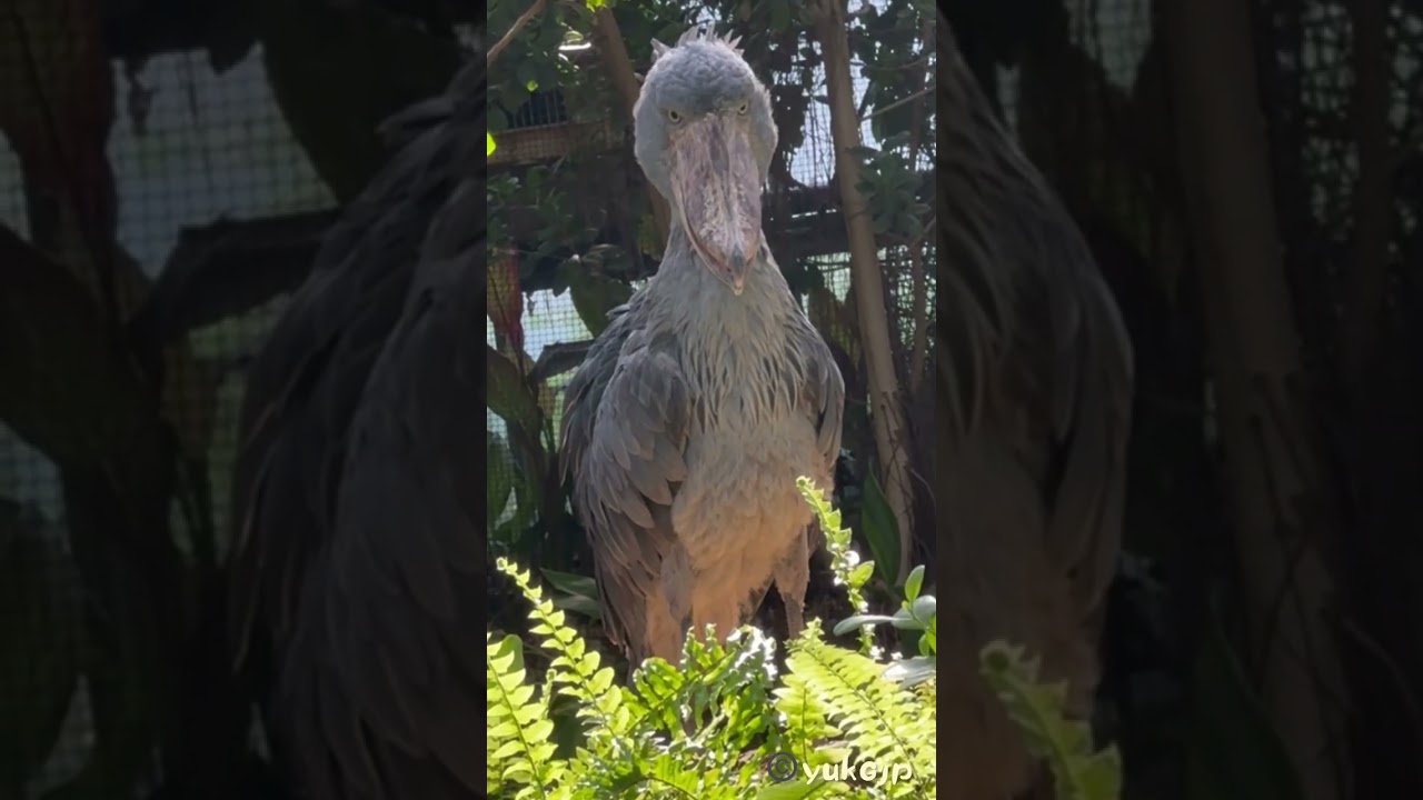 A shoebill turning to look this way - YouTube