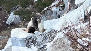 Marmot Kombat
