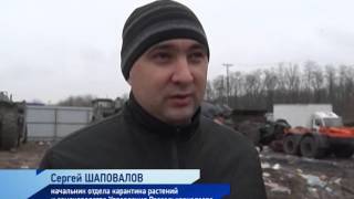 УНИЧТОЖЕНИЕ ПОЛЬСКИХ ГРИБОВ В РОСТОВСКОЙ ОБЛАСТИ