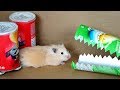 Hamster Pringles Obstacle Course