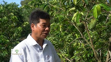 LÃO NÔNG HẬU GIANG SAY MÊ NÓI VỀ CÁCH TRỒNG MÃNG CẦU CHẤT LƯỢNG CAO