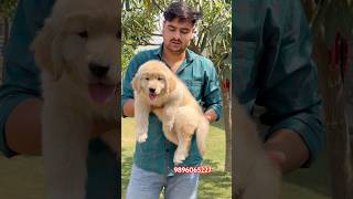 Top quality golden retriever available #youtubeshorts #trendingshorts #viralshort #qualitypuppies