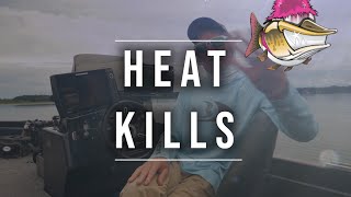 Heat Kills! What not to do when targeting mid summer muskies