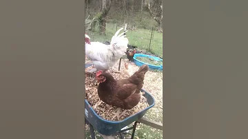 now, look you #homesteading #farmlife #look #chickens #outside #woodchips
