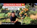 LIMONKA NOK 🍐🌱 KOʻCHATLARI SOTUVDA BOR TEL+998959515353+998908411161 🌱🍐🍐🌱