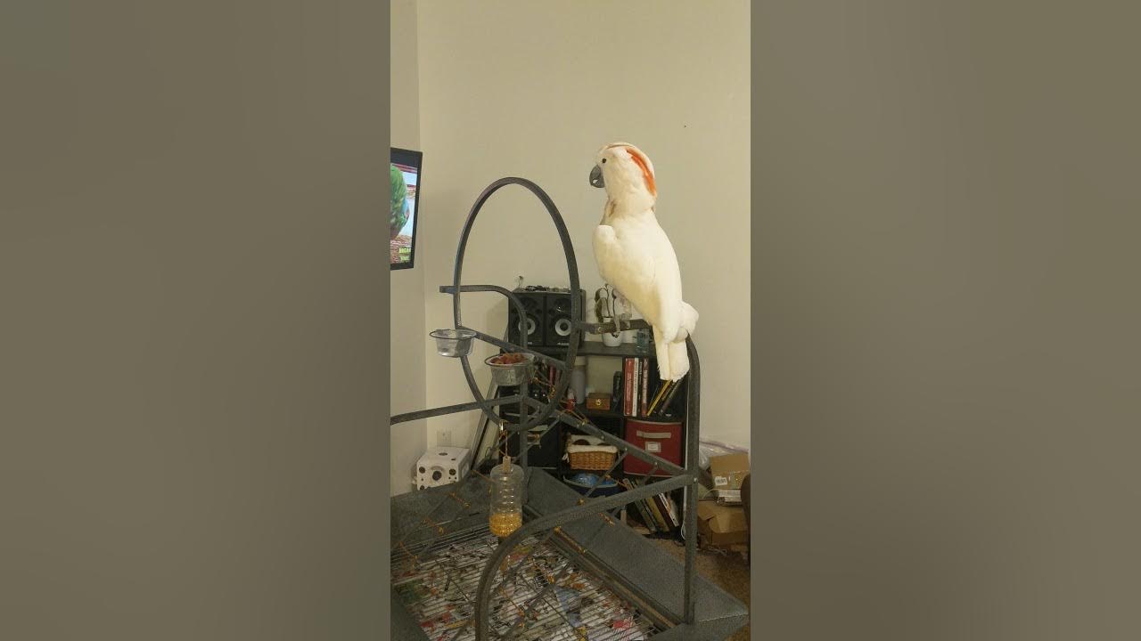 Nikki The Cockatoo Yelling At The Birds On TV YouTube