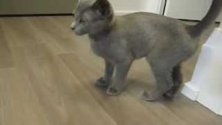 Kitten playing with Hair Tie - Russian Blue 'Nova'- 3 Months old by Piper and Nova Cat 18,107 views 8 years ago 3 minutes, 33 seconds