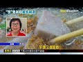 芋煮芋香！ 耗時2年改良芋頭米粉 奪500碗殊榮@newsebc