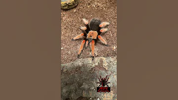 Brachypelma Boehmei Mexican Fire Leg Short Shorts Shortsvideo Tarantula Arachnid Spider 
