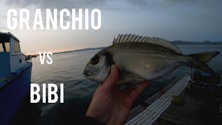 Orata Con Linnesco Del Doppio Bibi Pesca A Fondo Con Il Granchio E Bibi.