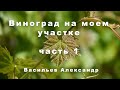 Виноград на моем участке часть 1.Александр Васильев.