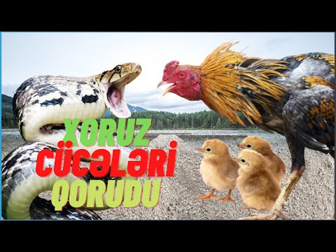 Xoruz cücələri qorumaq üçün ilanla savaşdı - Başı kəsik ilan öz bədənin dişləməsini Bilirdiniz?