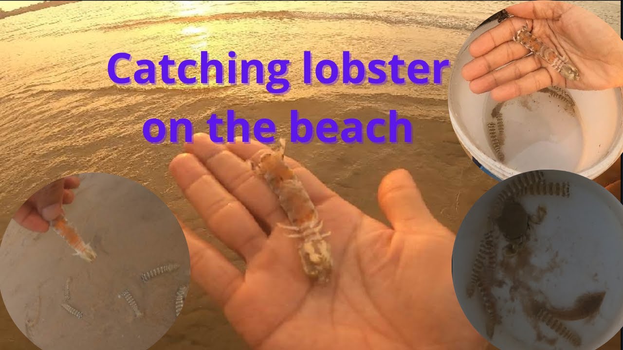 Adorable Mini Lobster In The World - YouTube