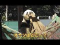 1/30レイレイおやつどこ～？麻袋をひっくり返したり引っ張ったりと大忙し！giantpanda @tokyo 上野動物園