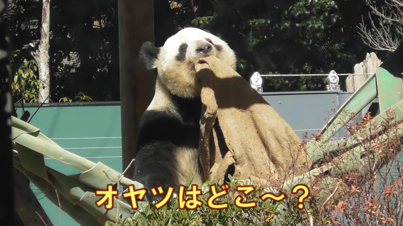 1/30レイレイおやつどこ～？麻袋をひっくり返したり引っ張ったりと大忙し！giantpanda @tokyo 上野動物園