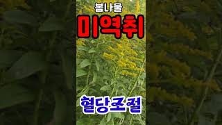 #미역취혈당조절 242 25 10/27