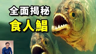 恐怖電影的最佳素材，南美河流的冷酷殺手，食人魚不為人知的那些真相！【老肉雜談】#動物 #魚 #食人魚 #亞馬遜 #fish