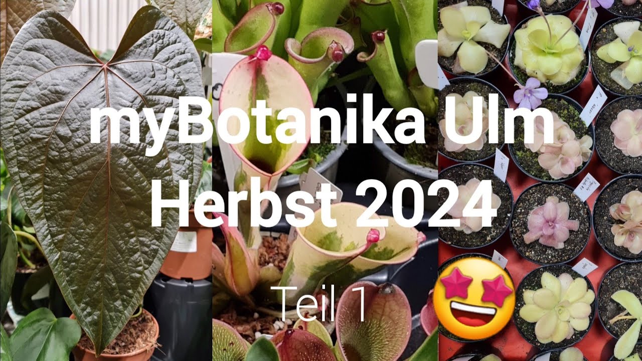 Die erste myBotanika in Ulm 🌱 | Herbst 2024 🍁 | Teil 1 💚