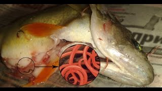 Шокирующие последствия рыбалки в Рогожкино