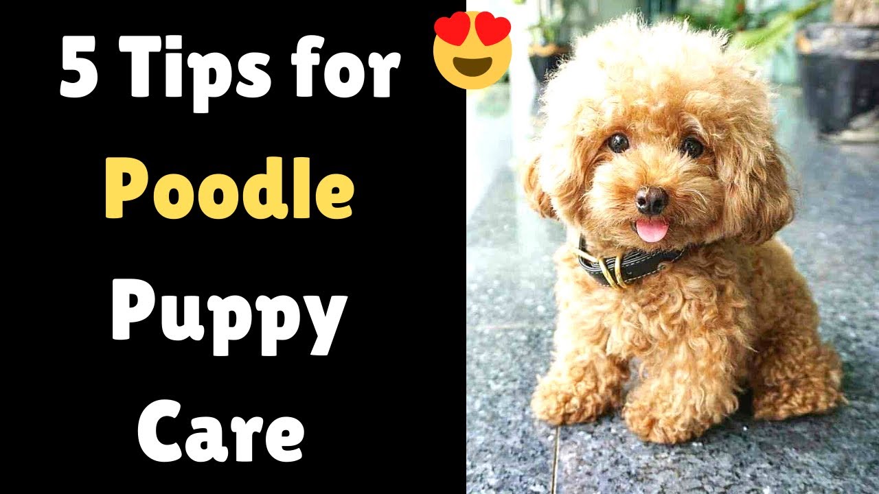 5 Amazing Tips for Poodle puppy care | How to take care of your Poodle ...