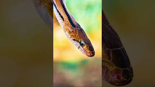 The Shot ? #snake #viral #trending #reptile #rescue #natgeo #wildlife #mysore #india #animals